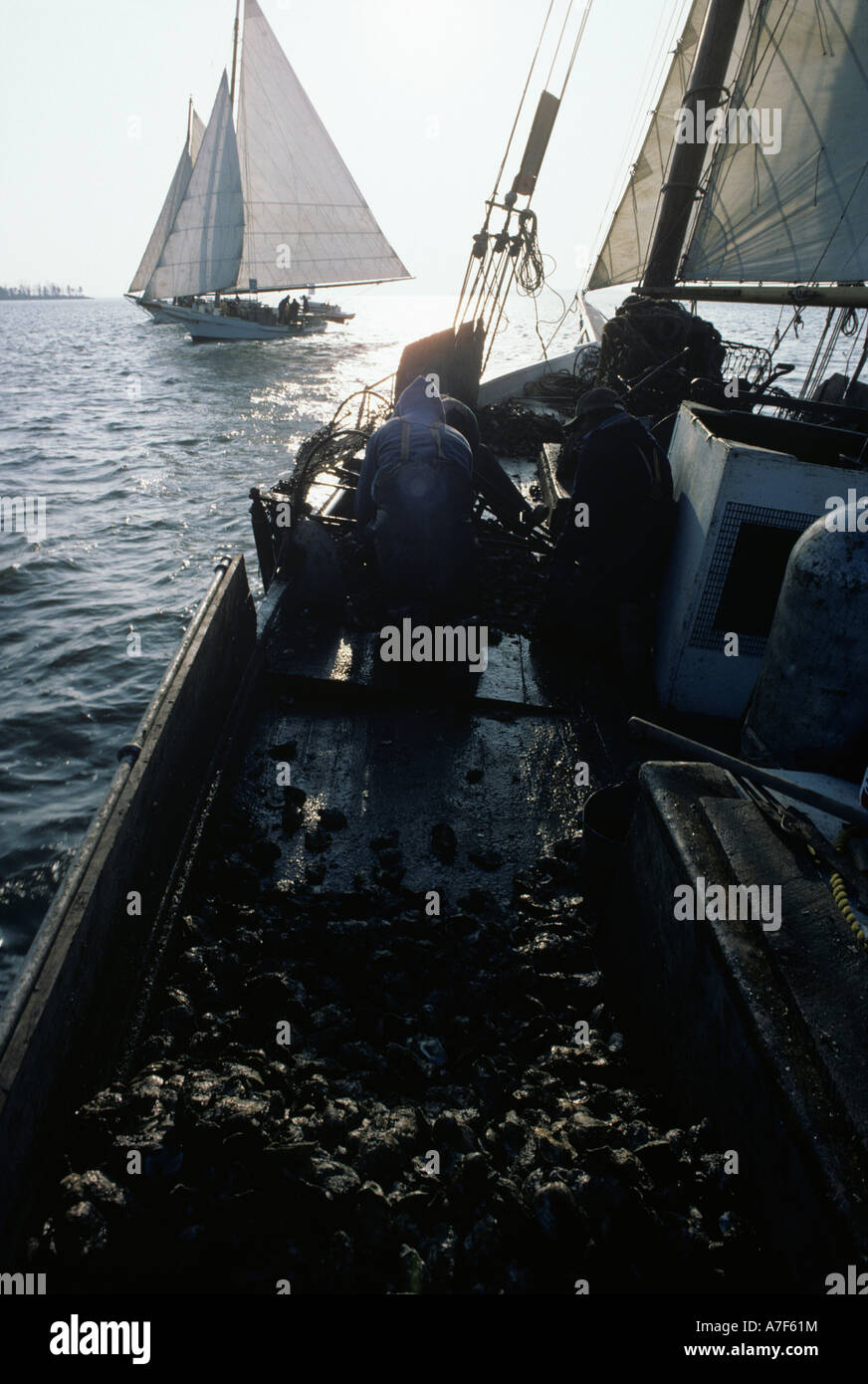 USA Maryland Tilghman Island Skipjacks the last fishing boats to work