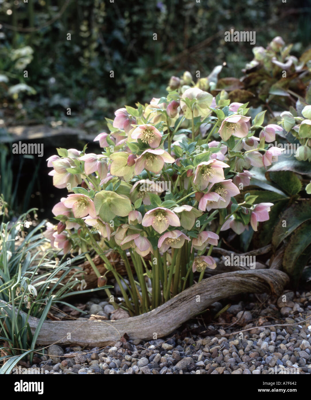 Hellebore Sternii Blackthorn Group thawed out in full sun Stock Photo