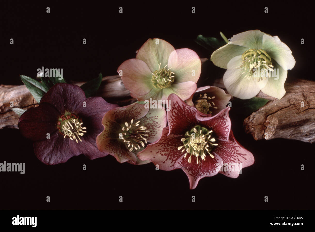 Studio still life study of various Hellebore flower heads Stock Photo