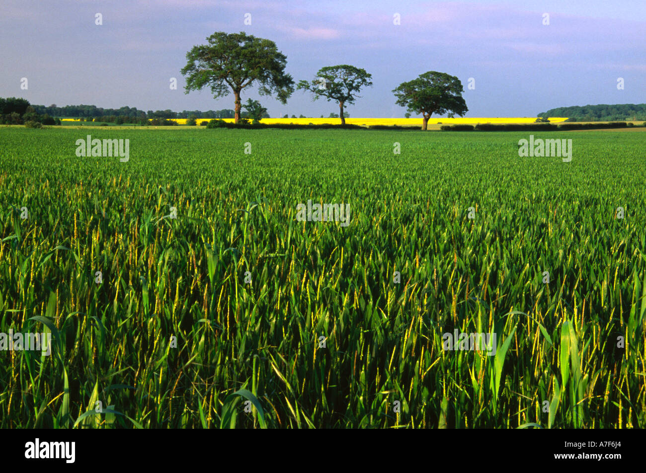Three trees and field Cranfield Bedfordshire Stock Photo