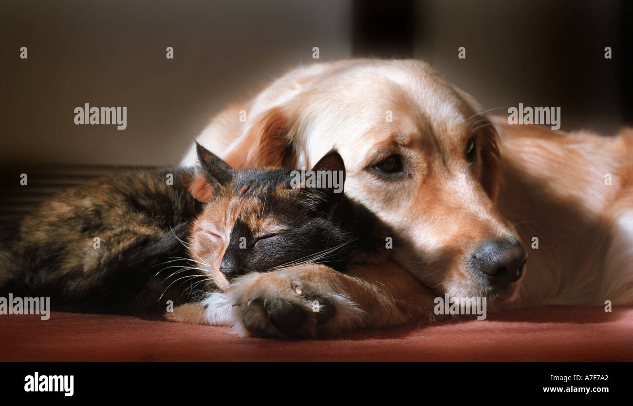 Dog and cat together Stock Photo Alamy