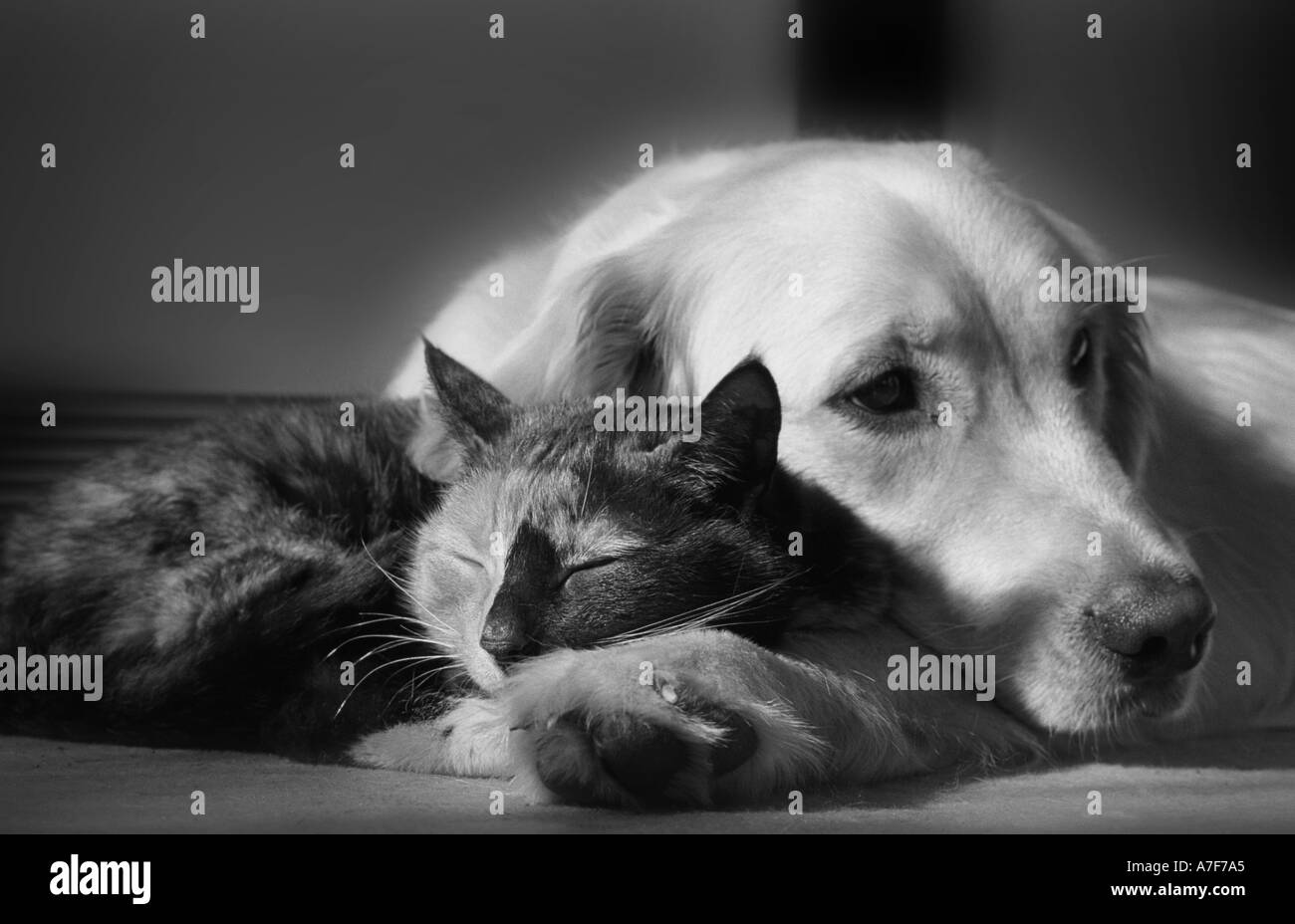 Dog and cat best friends Stock Photo Alamy