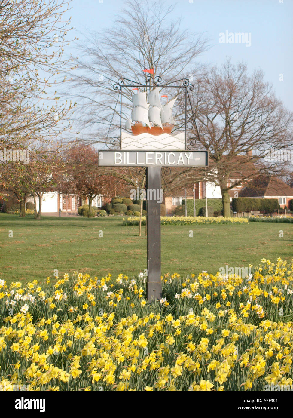 Daffodils around town sign of historical Mayflower ship which sailed in 1620 to Massachusetts some local English Pilgrims on board Billericay Essex UK Stock Photo