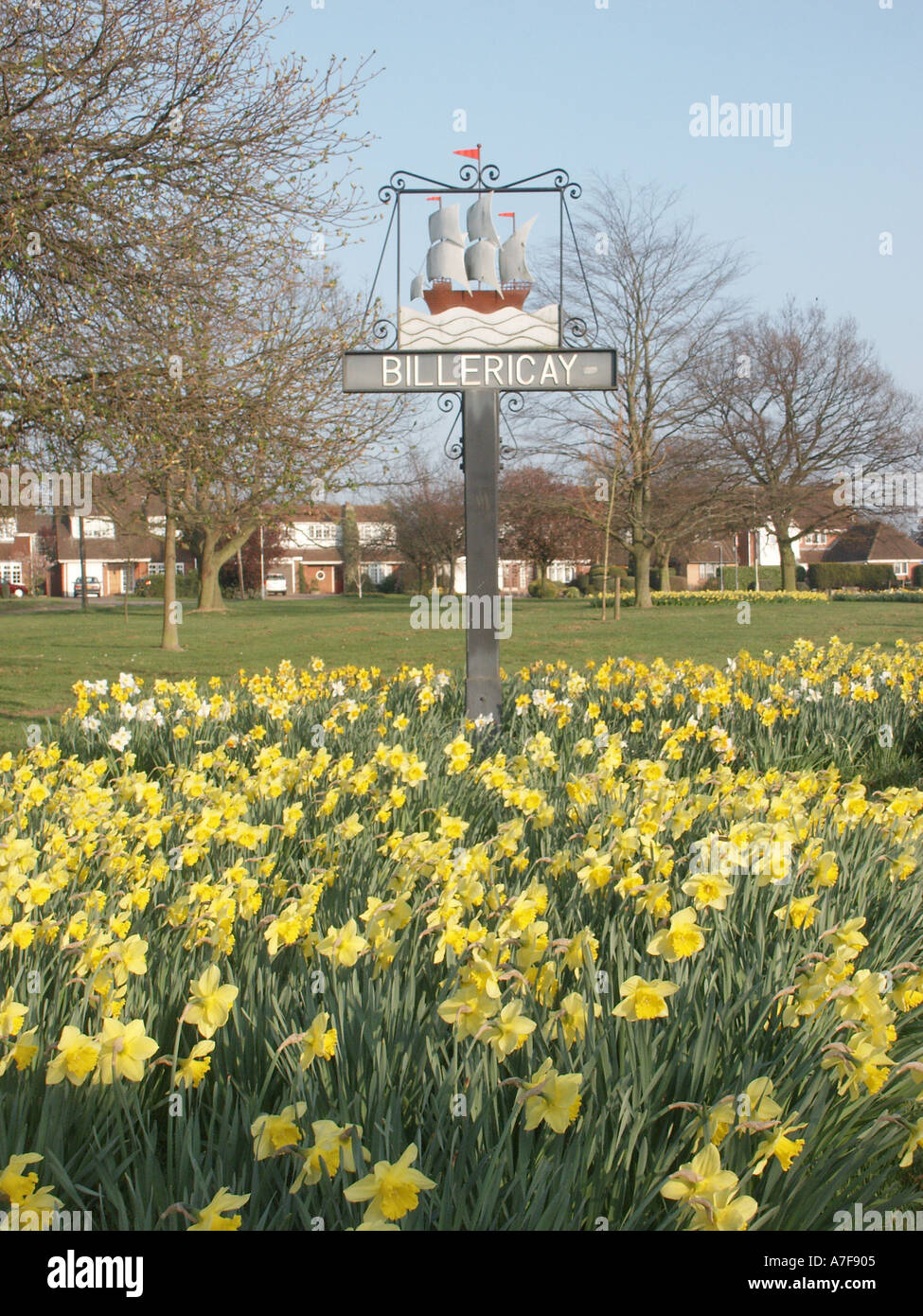 Daffodils around town sign of historical Mayflower ship which sailed in