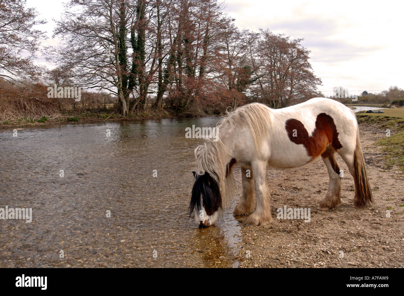 Horse heavy horse river stream animal equine england hires stock