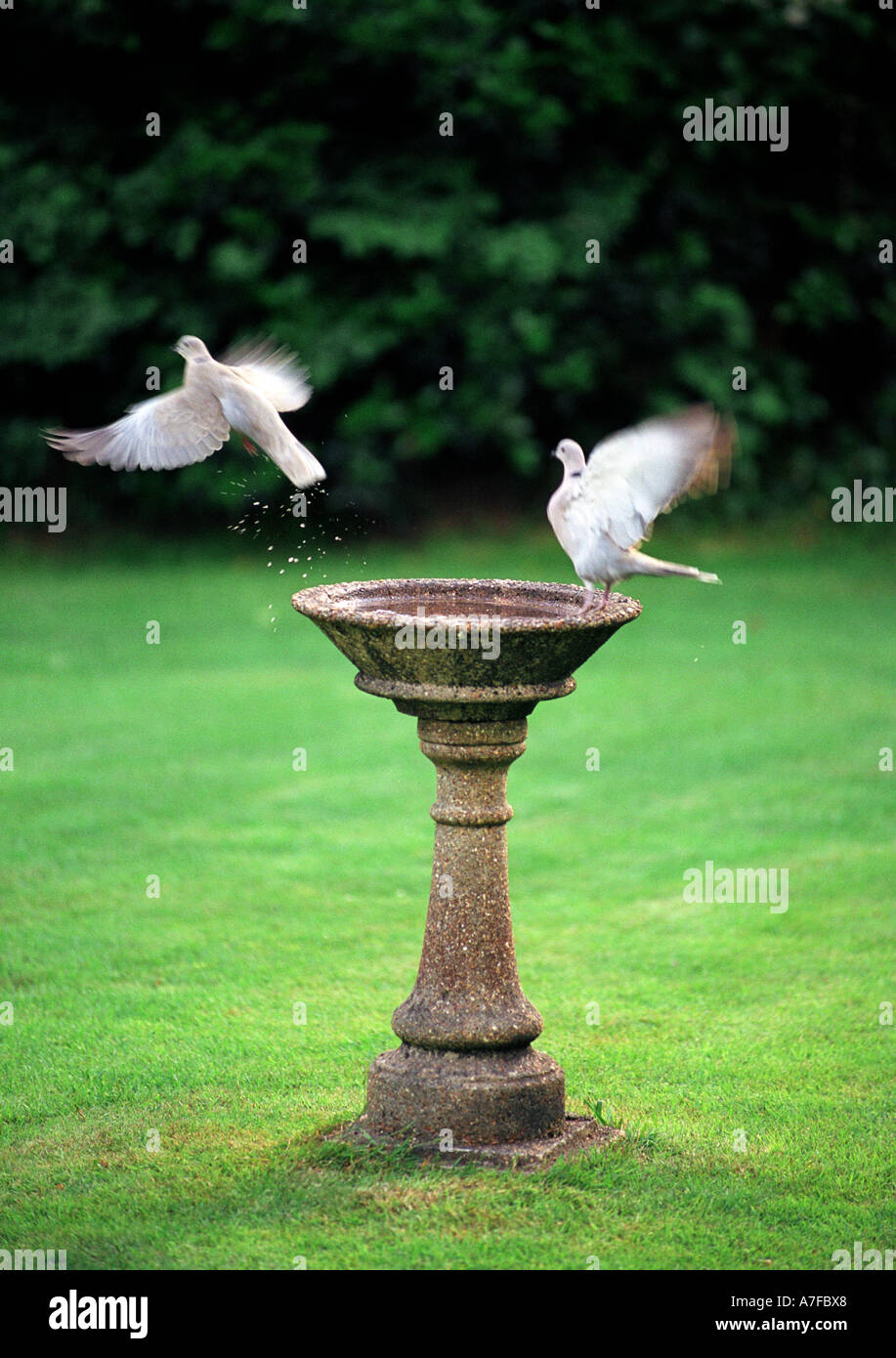 Blurred pigeons taking off from a bird bath Stock Photo