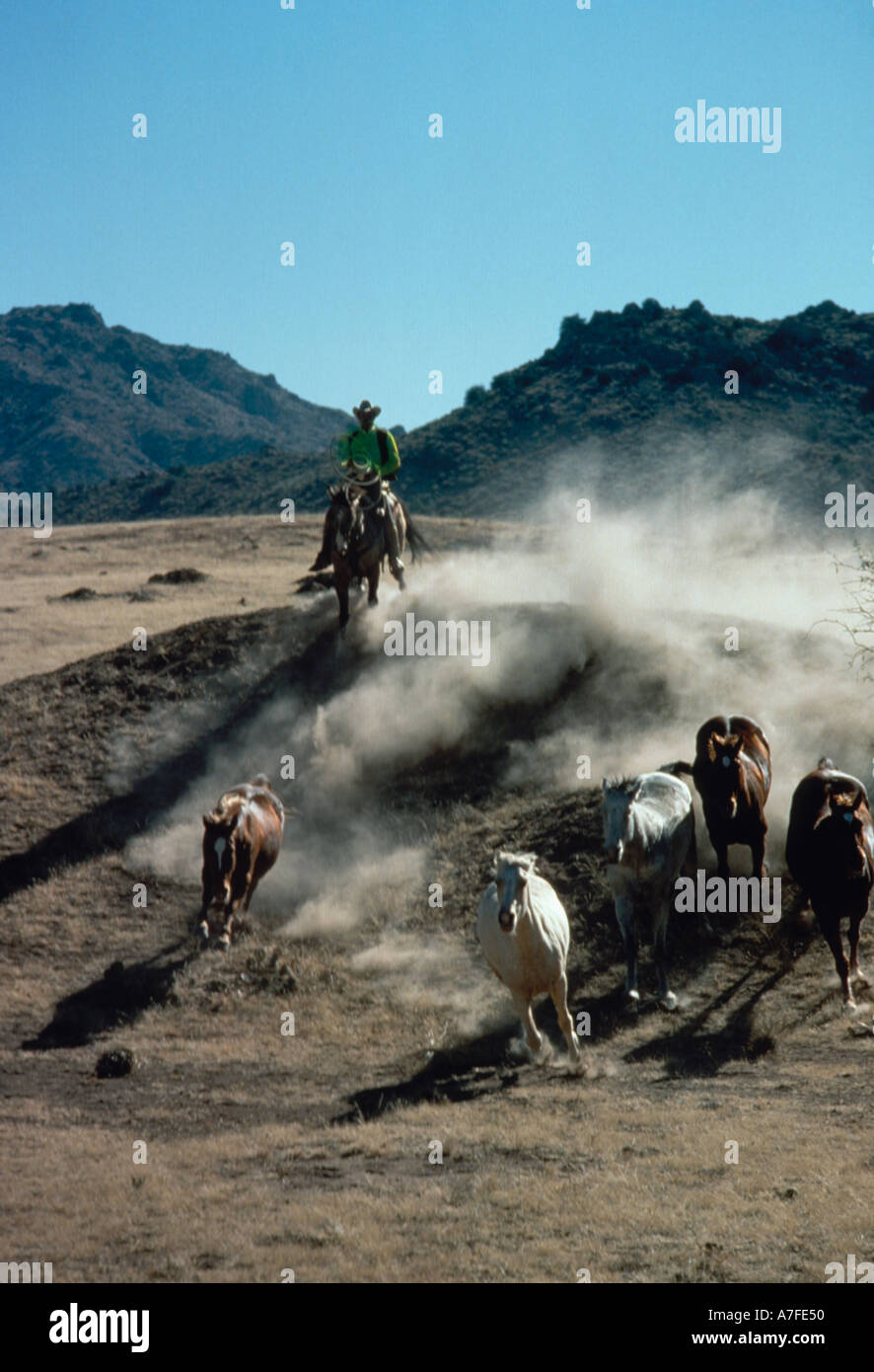 Cowboy on a horse riding to round up several wild horses Stock Photo