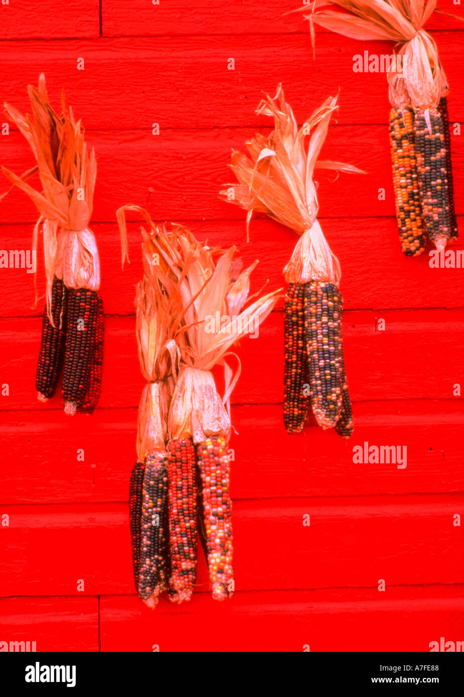 Indian corn on wall Stock Photo Alamy