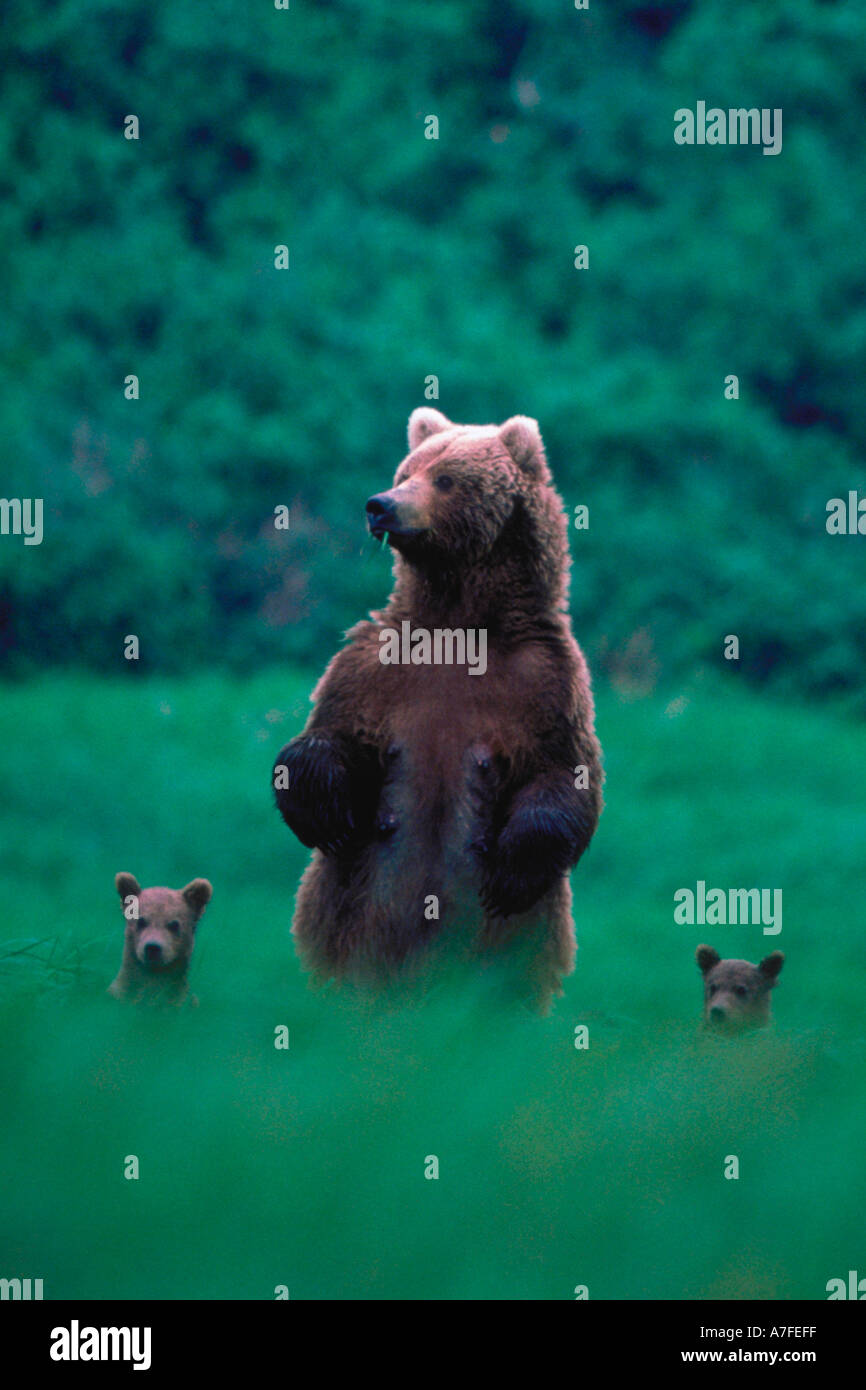 A Brown Bear Ursus Arctos mother stands and looks over a hill as two ...