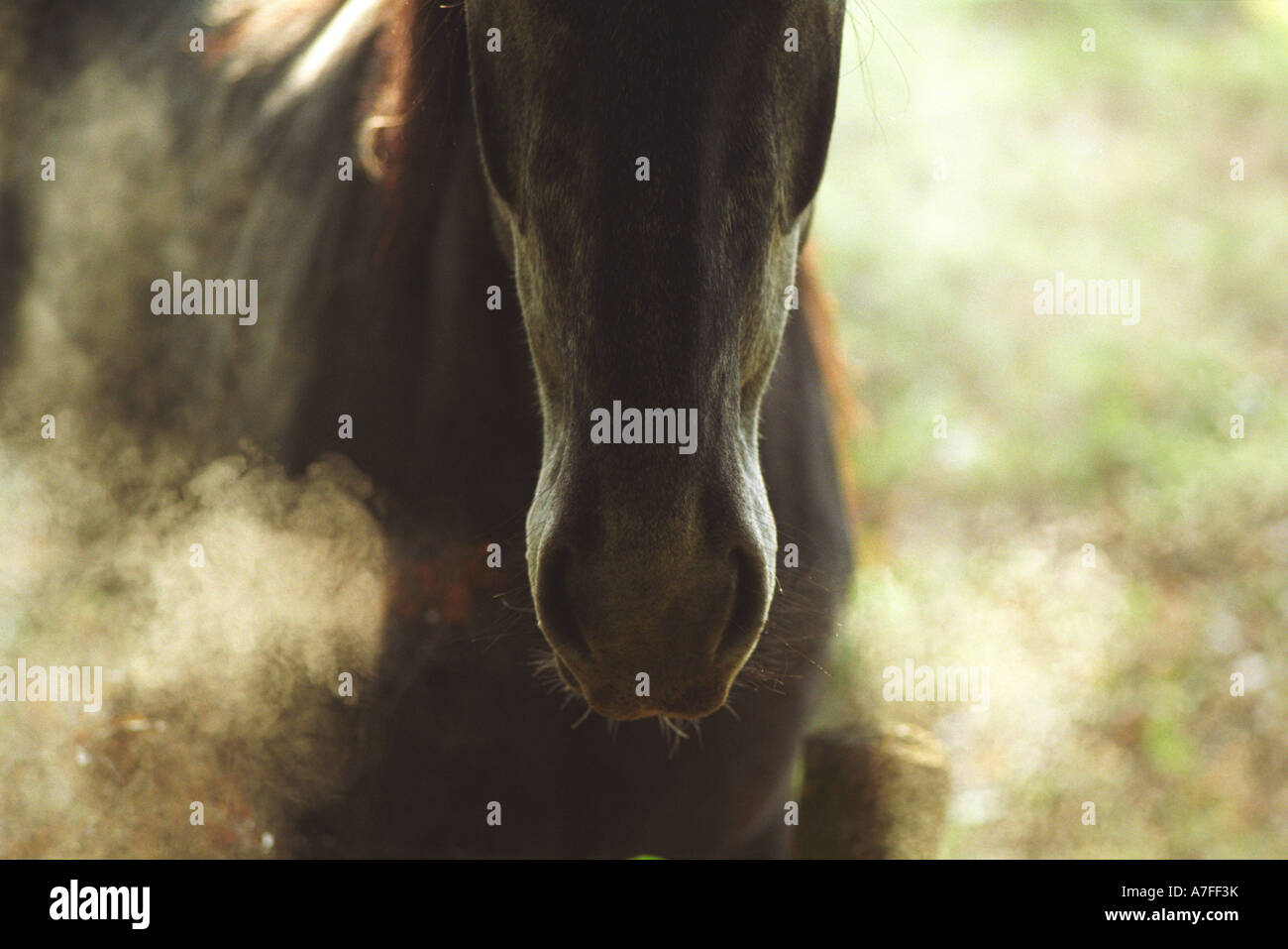 Hot breath in freezing air Stock Photo Alamy