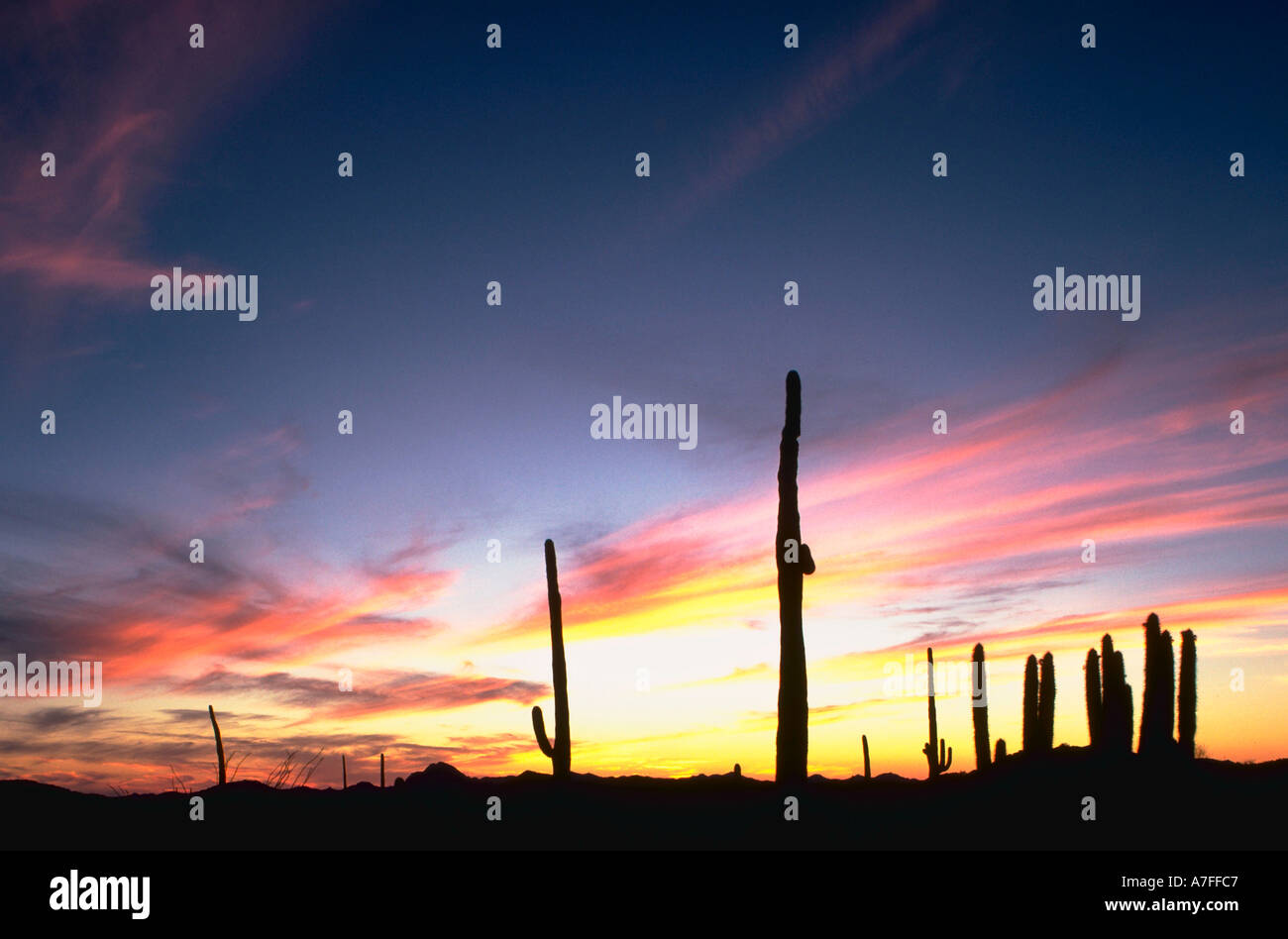 Organ Pipe Lemaireocereus thurberi and Saguaro Carnegiea gigantea cactus Organ Pipe National Monument AZ USA Stock Photo