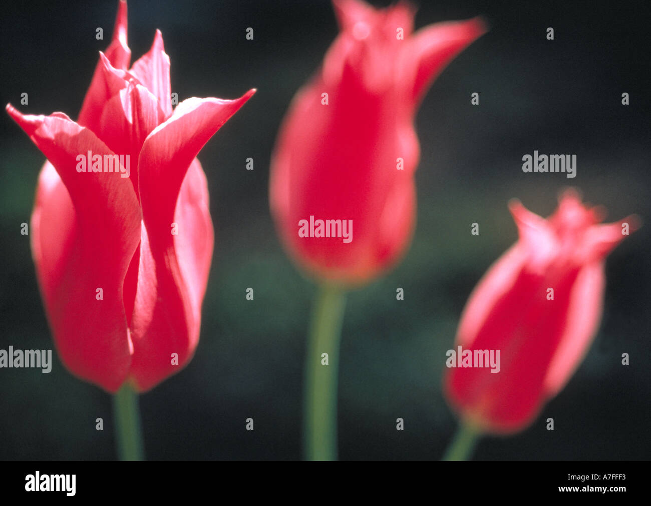 Three red tulips unopened Stock Photo Alamy