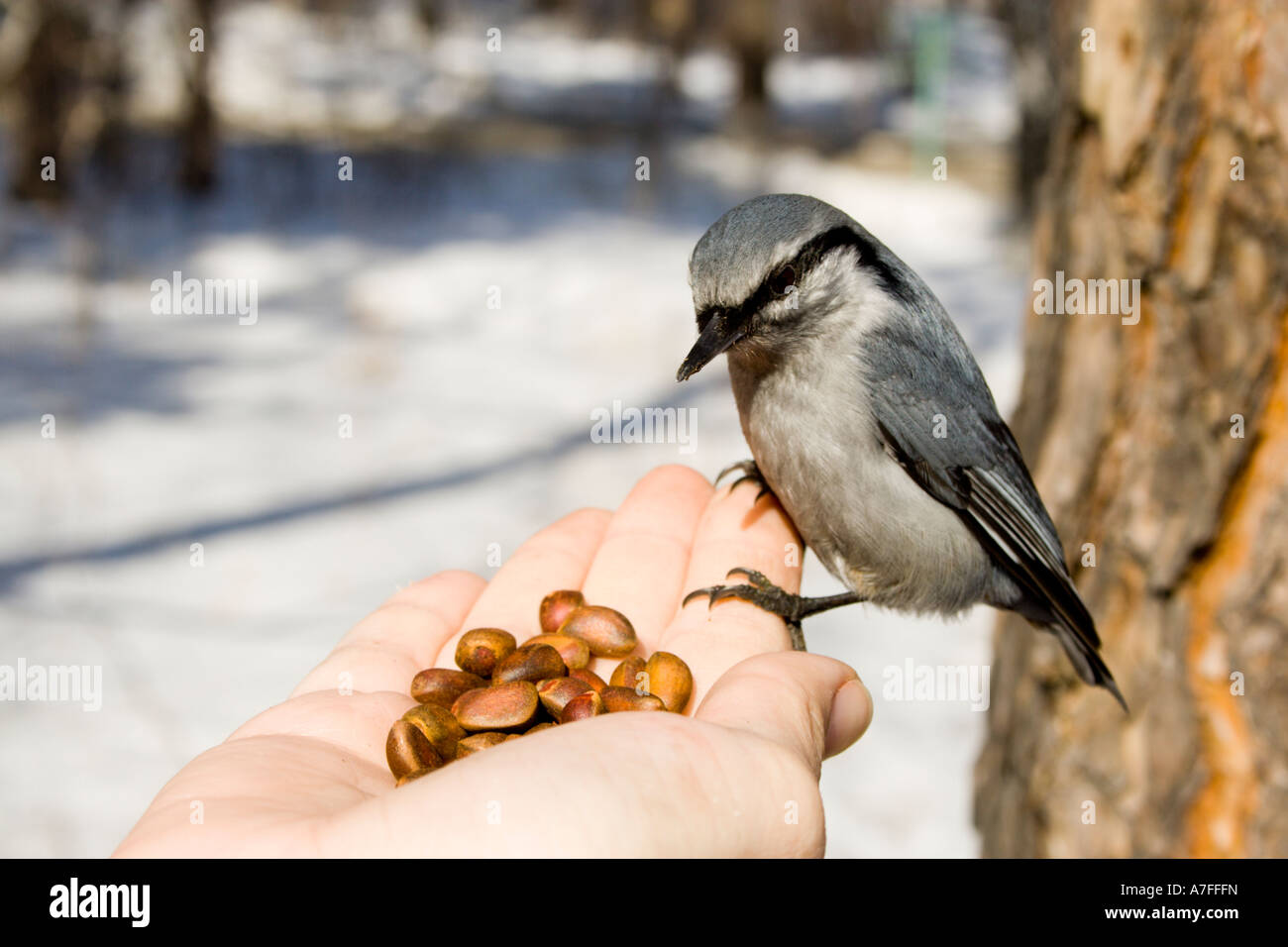 wild bird sitting on hand Stock Photo