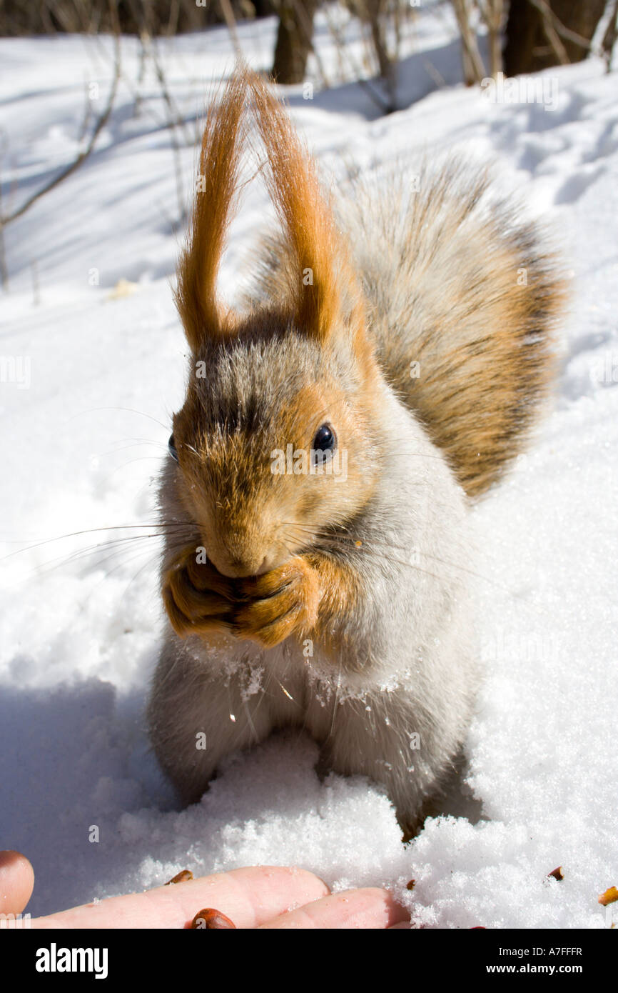 gnawing nuts squirrel on the snow Stock Photo - Alamy