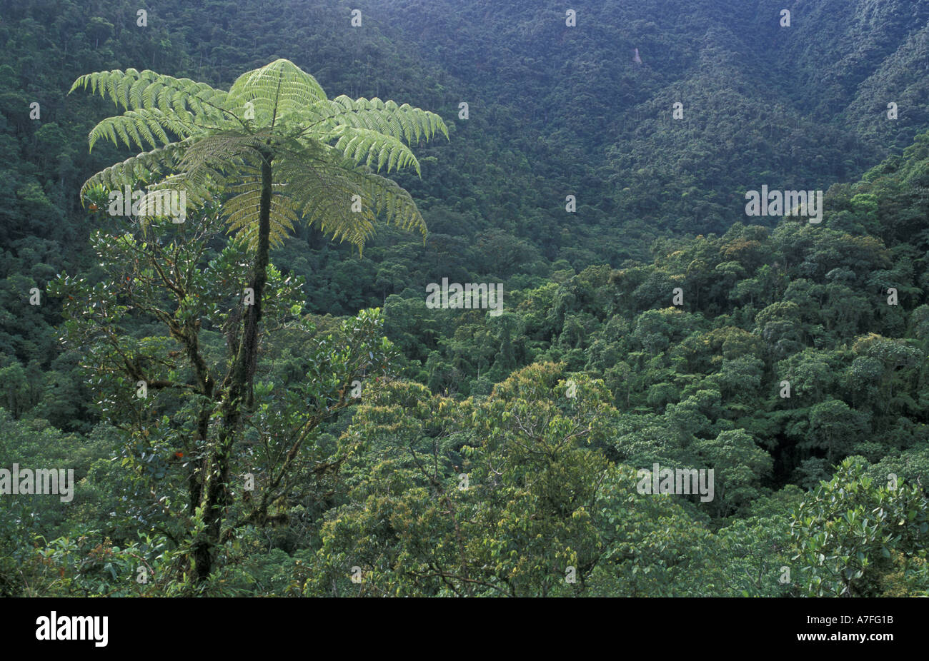 Tree Manu SA, Peru, Madre de Dios, P.N. Manu, Tree fern (Cyatheacae Stock Photo ...