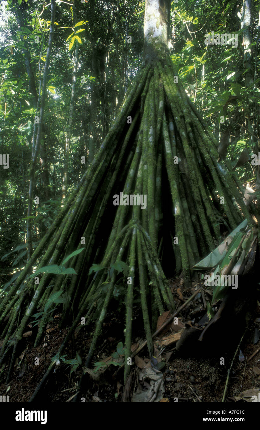 SA, Peru, Madre de Dios, P.N. Manu, Chonta palm (Euterpe precatoria) Stock Photo