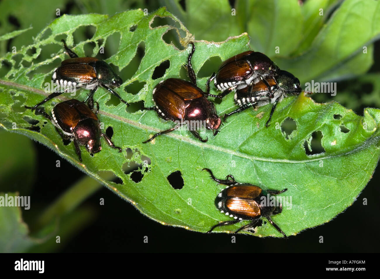 Japanese Insect Japanese Beetle and Leaf Damage, insect, Popillia japonica,nature ...
