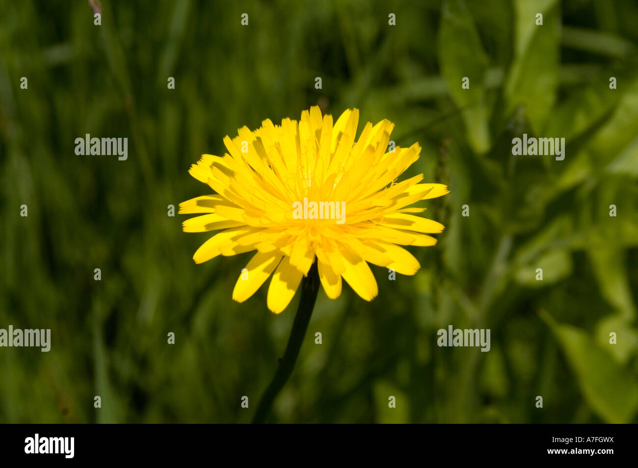 Close up photo of a single yellow flower in a field Stock Photo - Alamy