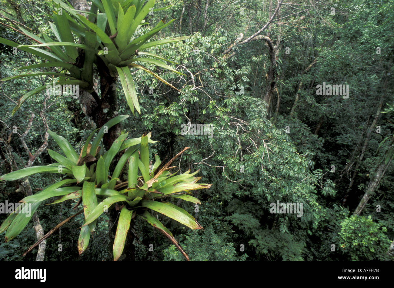 SA, Peru, Napo River Region. Rainforest canopy mixed with Lianas and Bromeliad Stock Photo