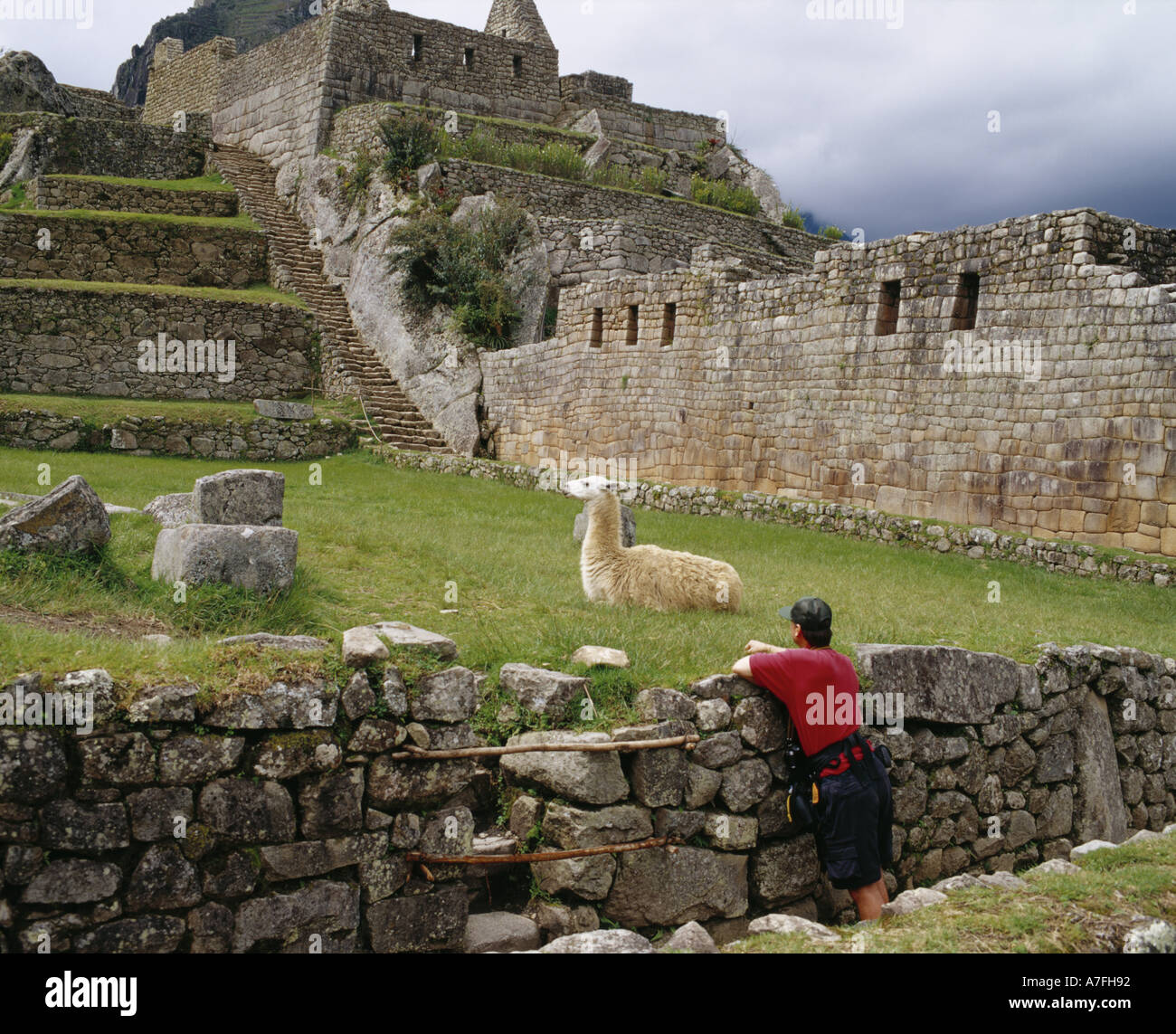 Tourist watching Alpaca in Machu Picchu, high in the Andes Mountains of Peru Stock Photo
