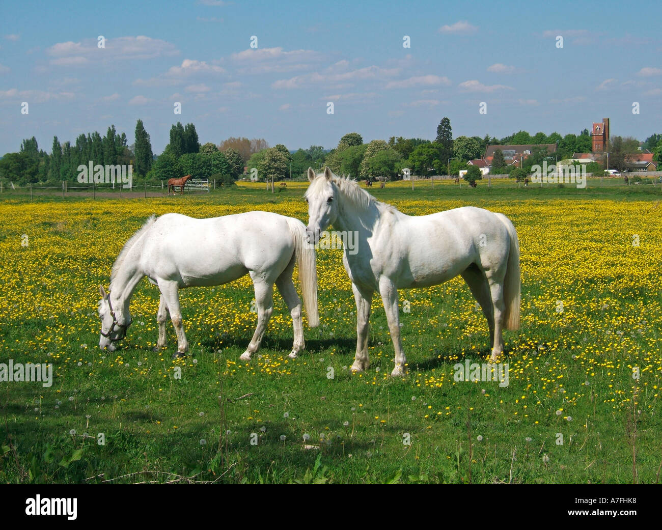 Two white horses hi-res stock photography and images - Alamy