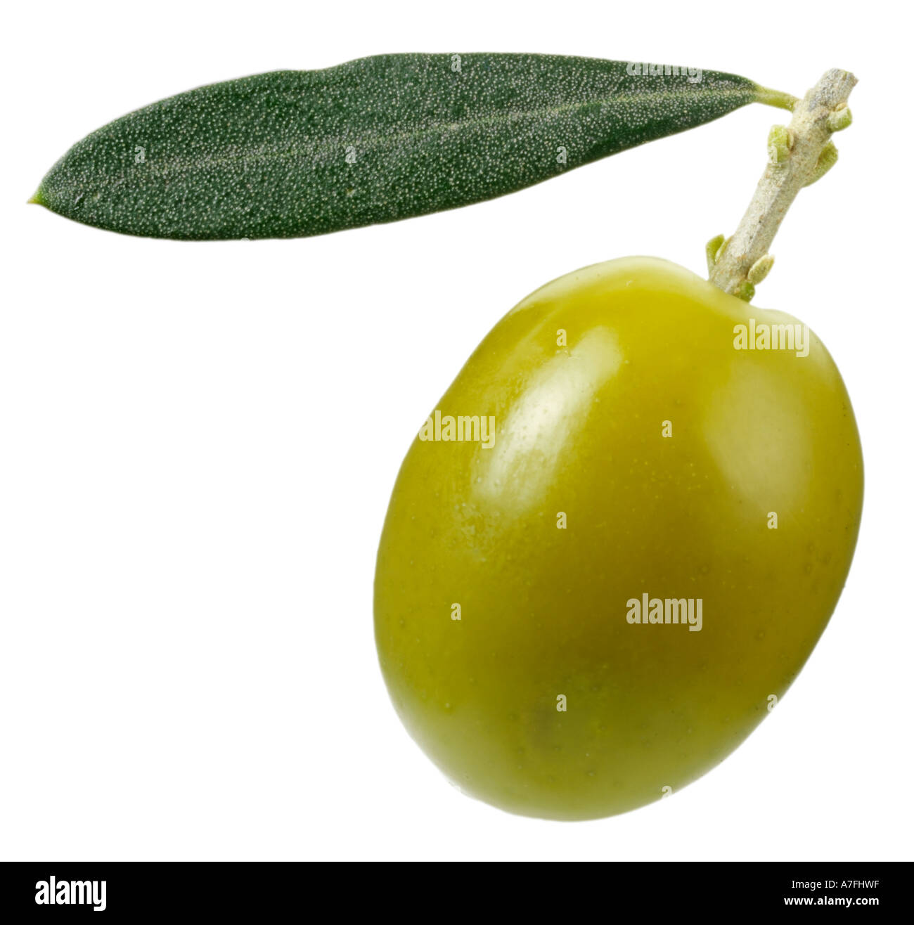 SINGLE GREEN OLIVE WITH LEAF Stock Photo