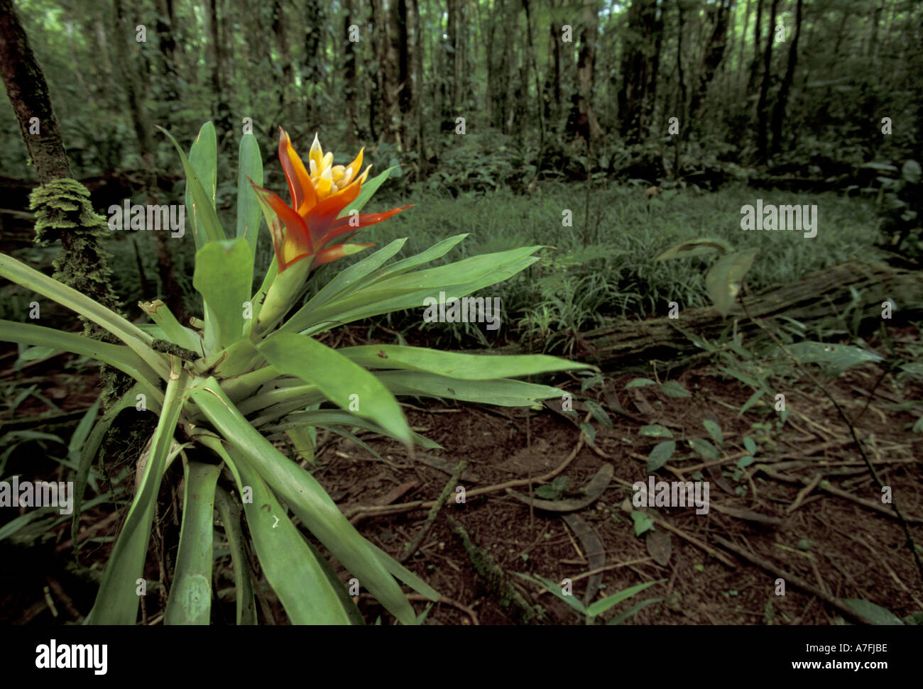 CA, Costa Rica, Parque National Braulio Carillo, La Selva Biological Station. Flowering epiphyte (Guzmania sp) Stock Photo