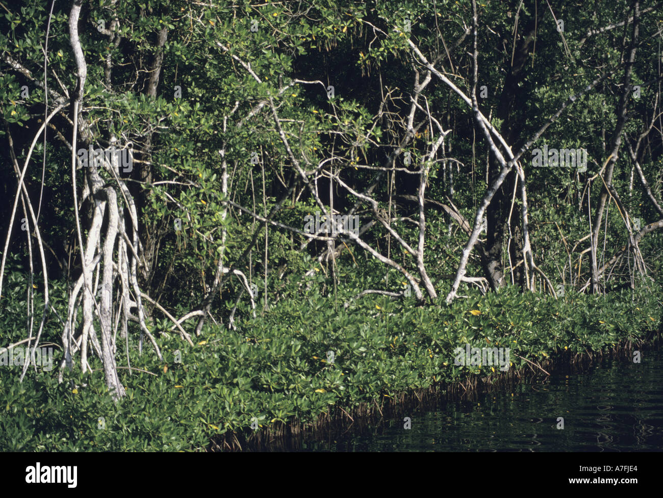 Central America, Costa Rica, Mangrove Stock Photo - Alamy