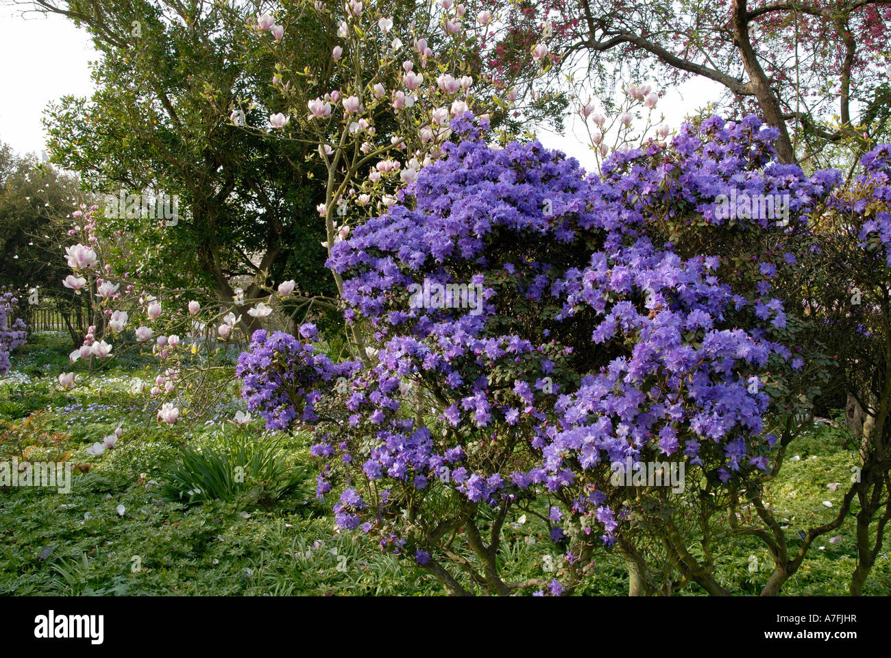 Sissinghurst Spring Spring blossom at Sissinghurst Castle Gardens in Kent Stock Photo - Alamy