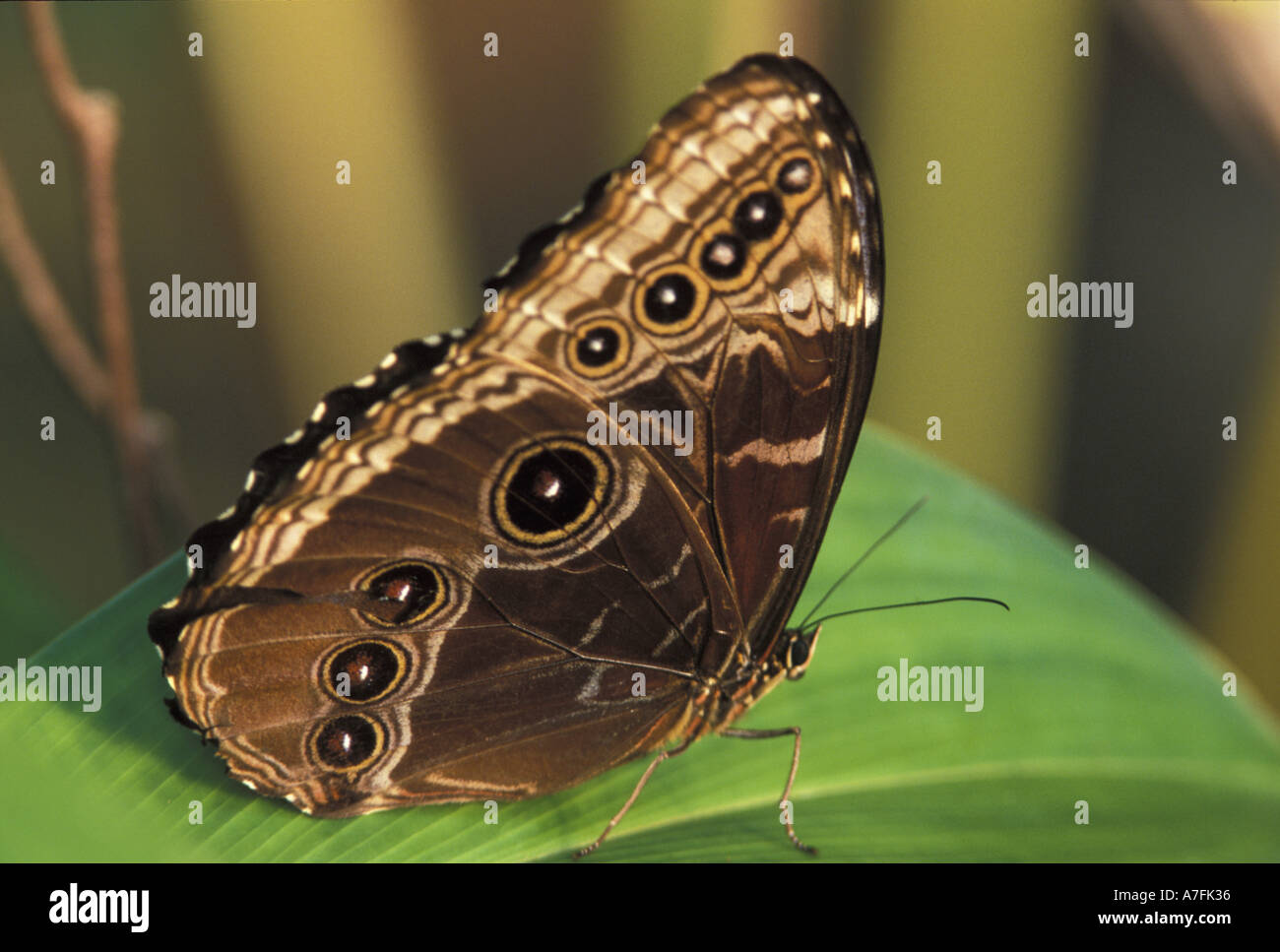 Morpho deidamia hi-res stock photography and images - Alamy