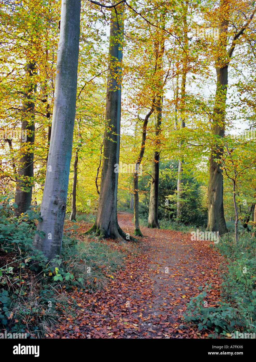 Path through Beech Trees at Aston Rowant Stock Photo