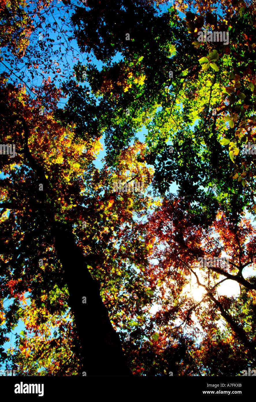 Sunlight illuminates the beautiful fall foliage in Devil's Den State ...