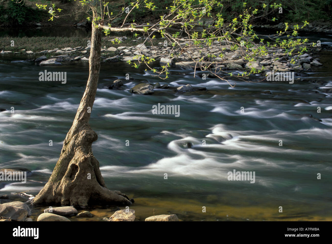 USA, Alabama, Blount County, Budding tree on the riverbank, Locust Fork