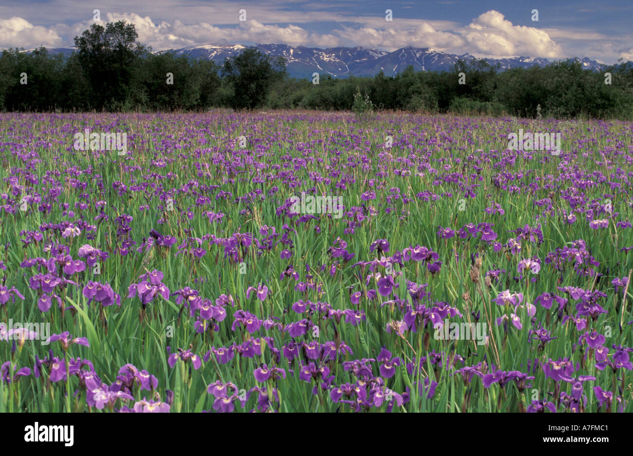 North America, USA, Alaska, Anchorage, Eklutna Flats, Iris flowers (Iris setosa) Stock Photo