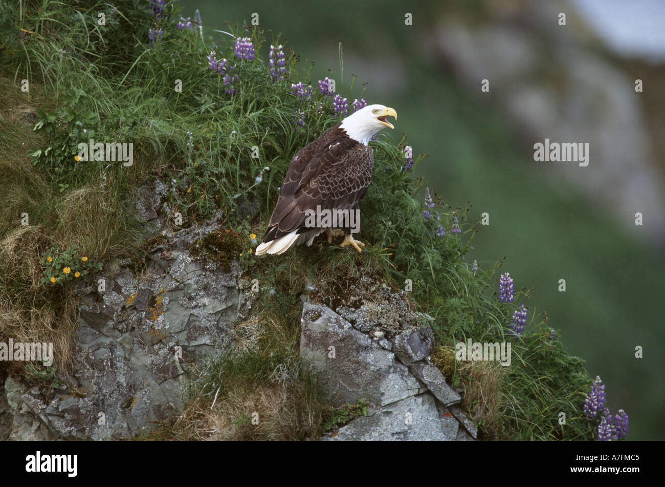 U.S.A., Alaska, Unalaska Island Bald eagle (Haliaeetus leucocephalus