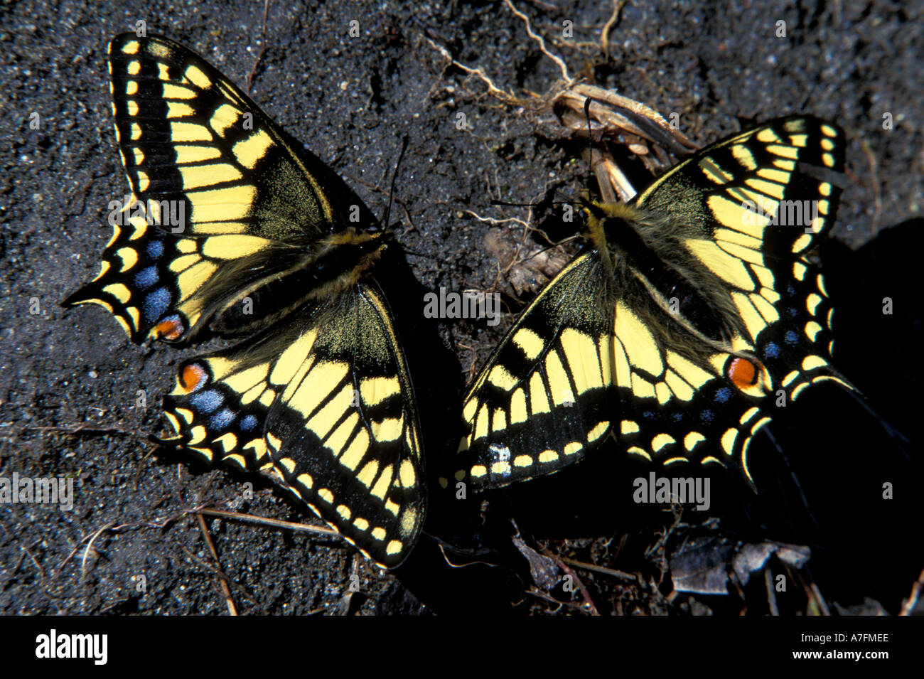 North America, USA, Alaska, Arctic National Wildlife Refuge, Old World Swallowtail butterfly (Papilio machaon) Stock Photo