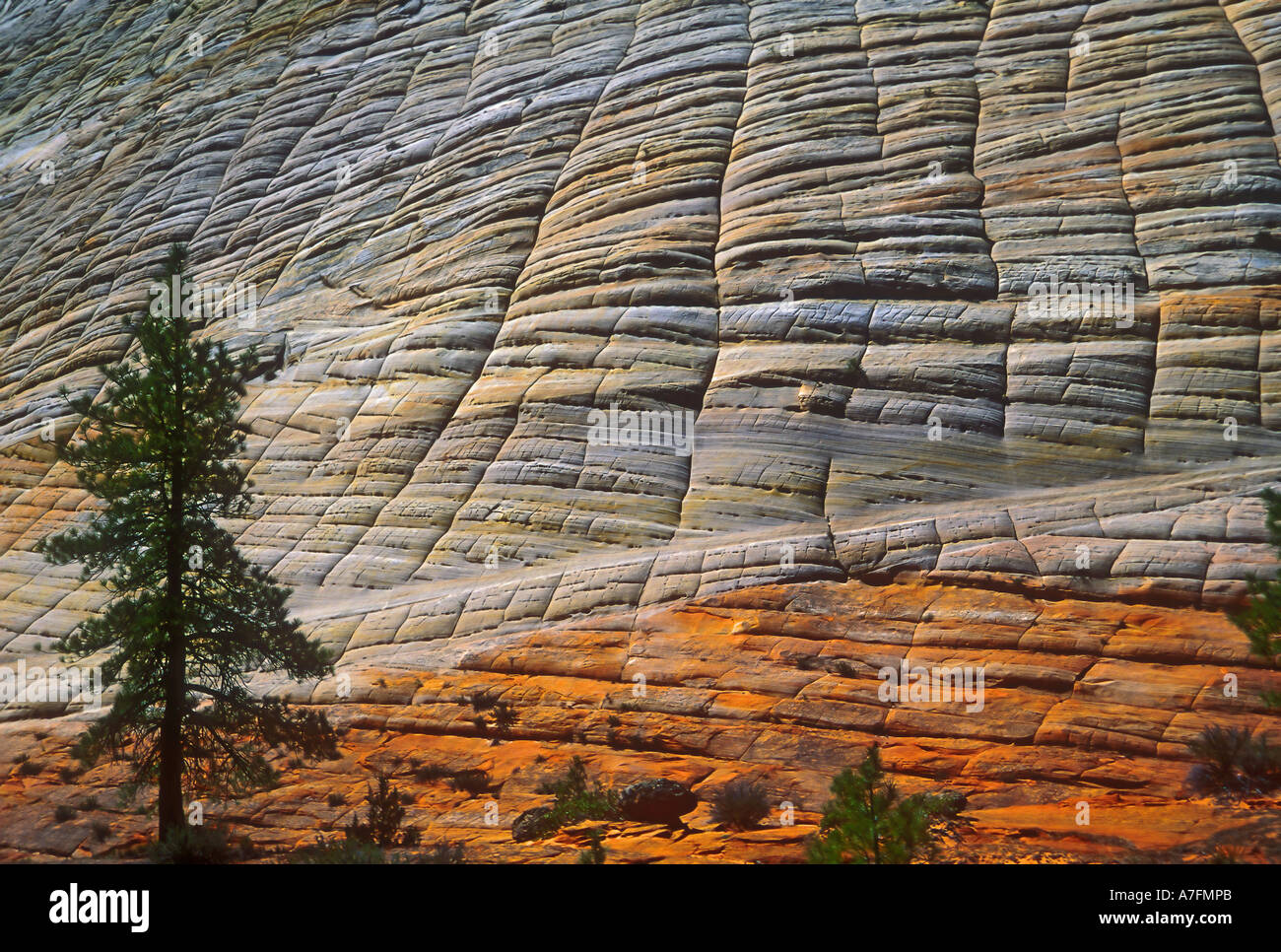 Detail of Checkerboard Mesa at Zion National Park, showing the unusual rock  formation. Utah, USA Stock Photo