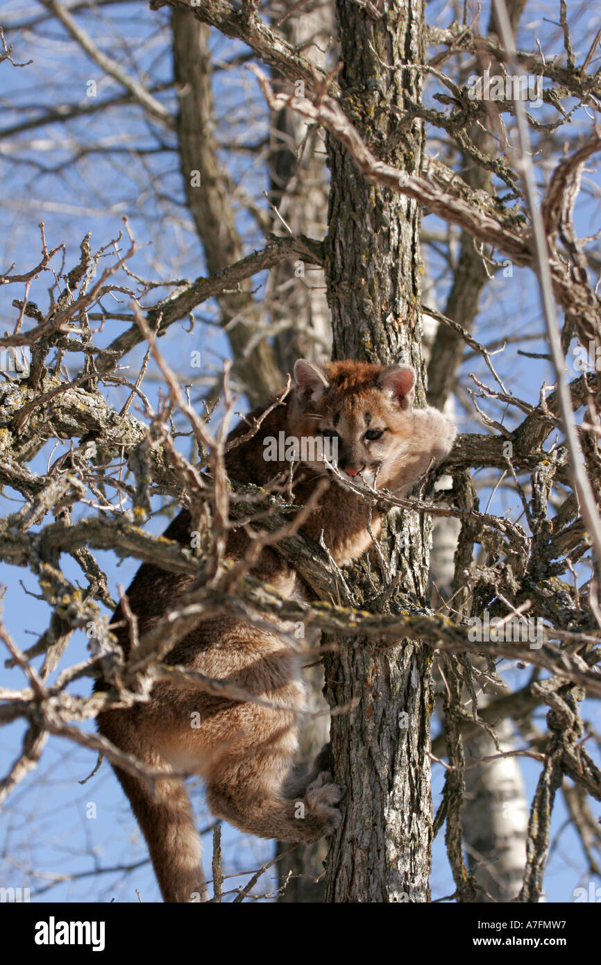 Mountain Lion Kitten up in an Oak Tree Stock Photo