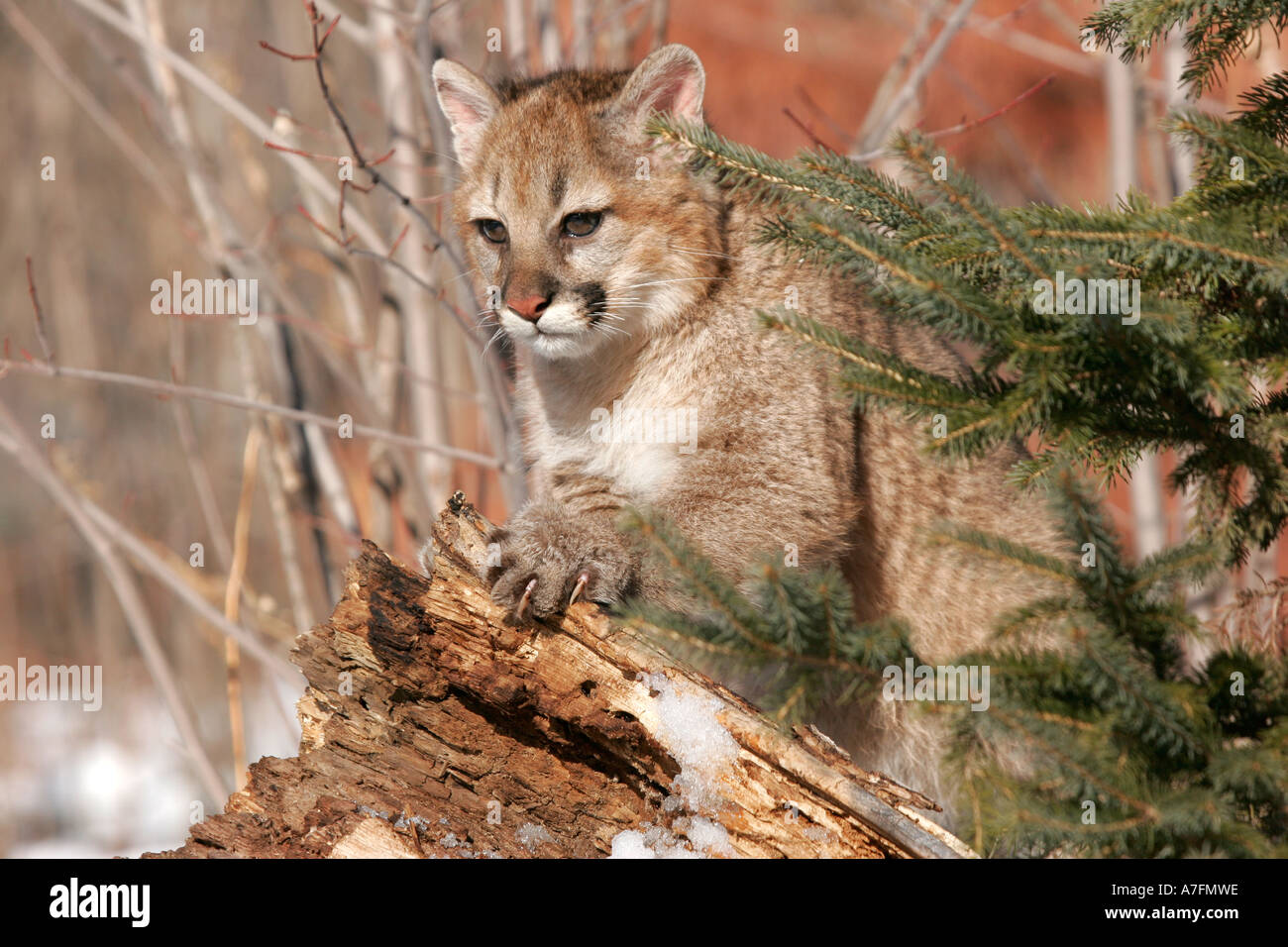 Mountain Lion Kitten Stock Photo