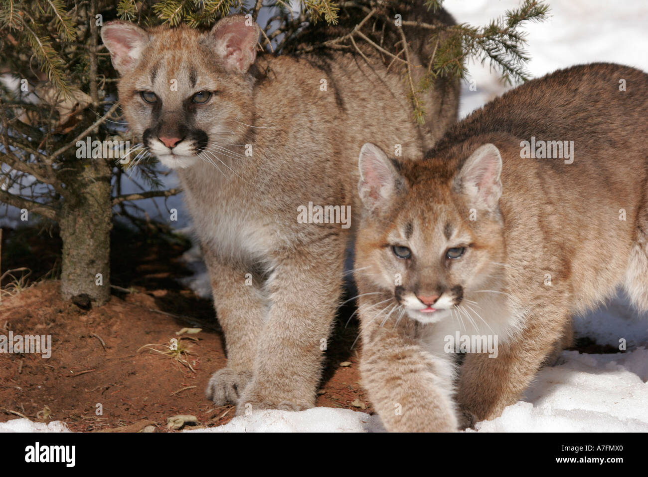 Two baby Mountain Lions Stock Photo