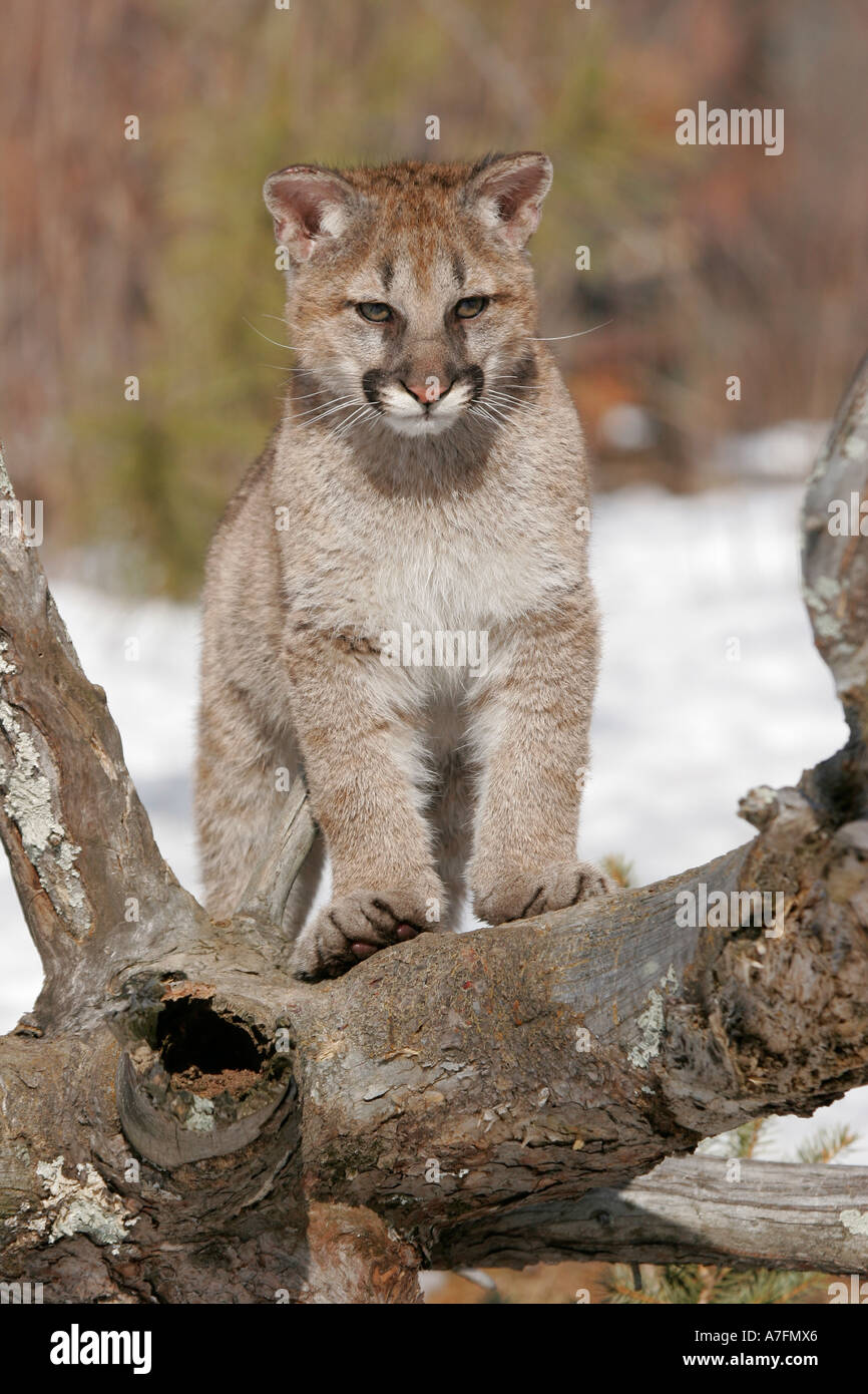 Mountain Lion Kitten on a tree truck in winter in the Northern climates of the United States Stock Photo