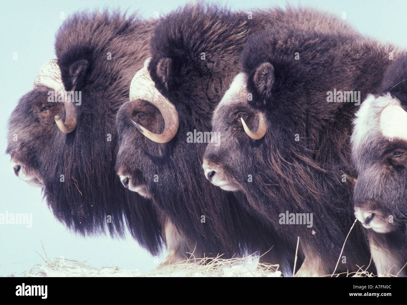NA, USA, Alaska, Nunivak Island, Herd of muskoxen Stock Photo