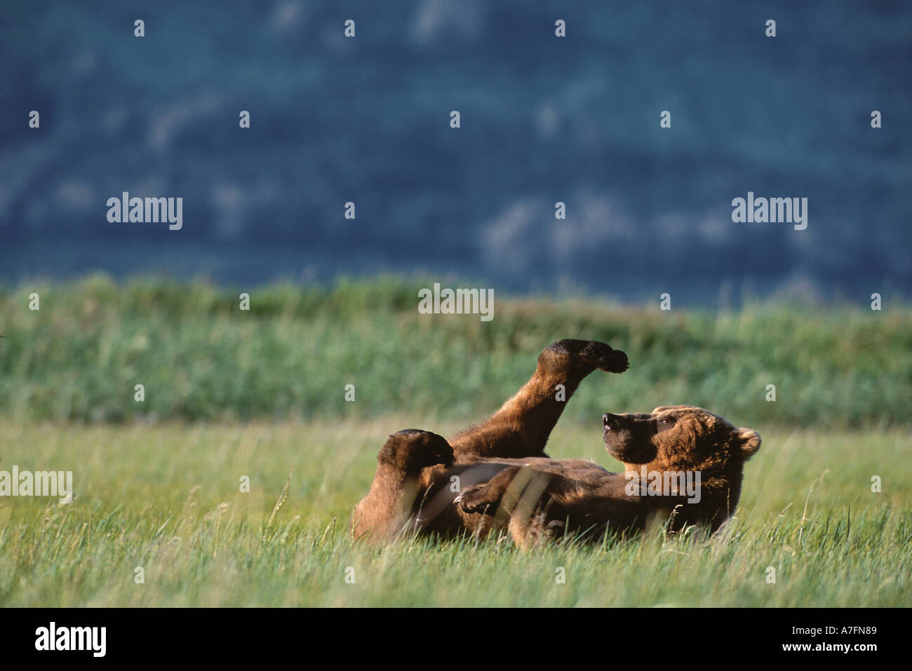 Kenai peninsula bears hi-res stock photography and images - Alamy