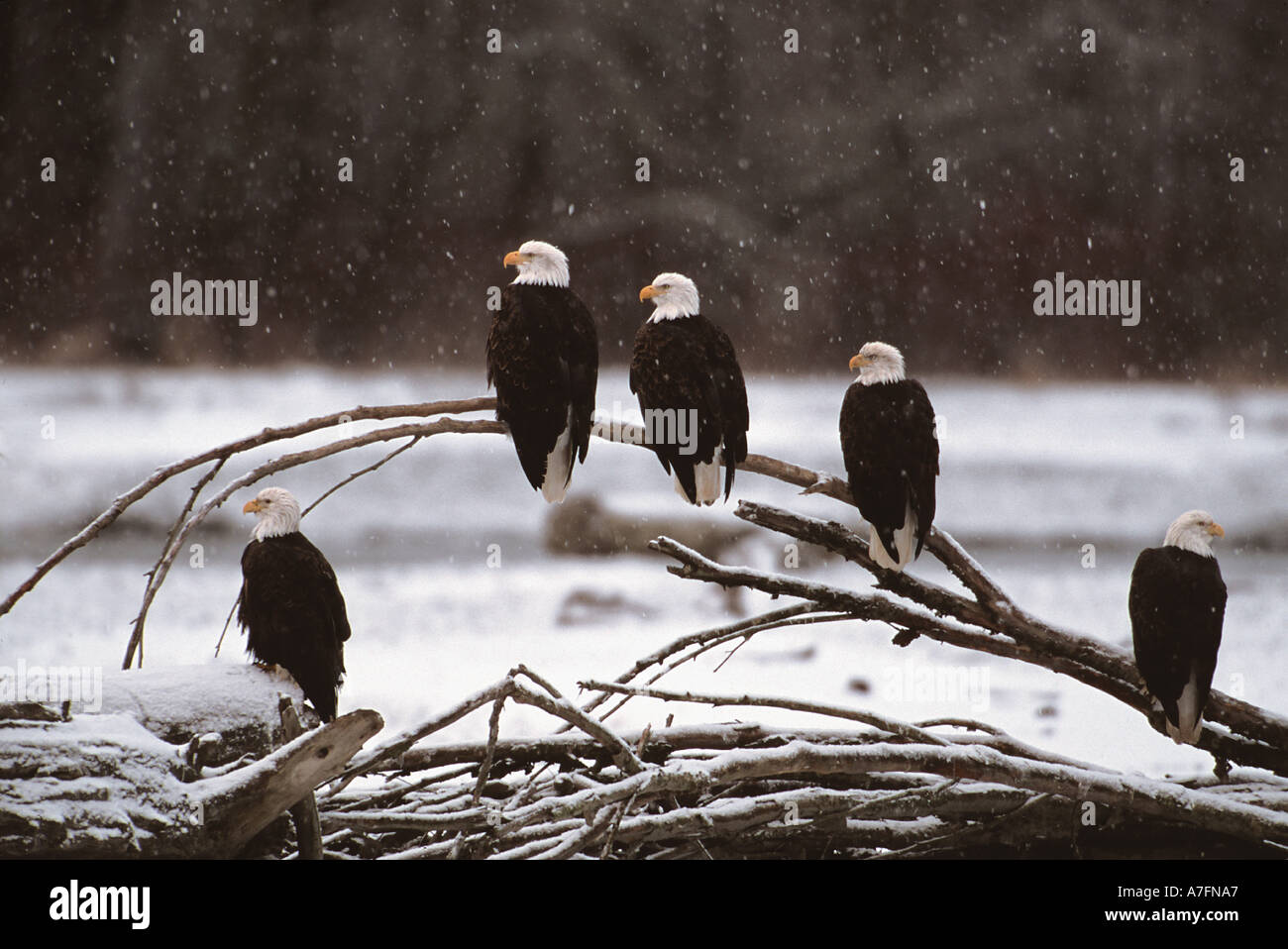 Bald Eagle, Alaska, Chilkat Bald Eagle Preserve,  Winter on the Chilkat River, Valley Of The Eagles, Haines, AK Stock Photo