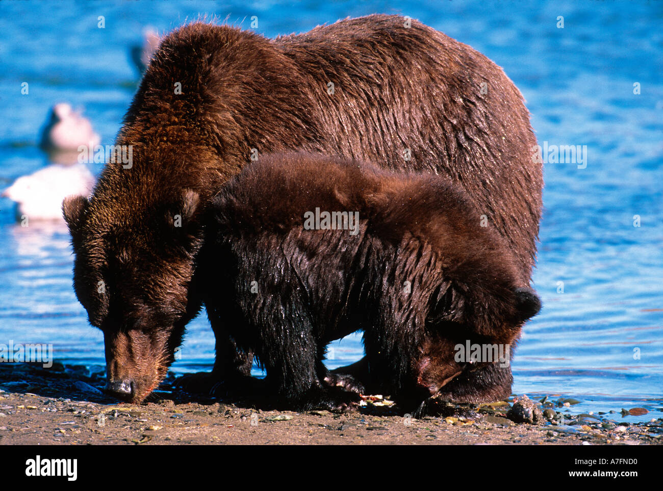 Brown Bear Ursus Arctos Alaska Peninsula Alaska Usa Katmai National Park Sow And Cub Stock Photo Alamy