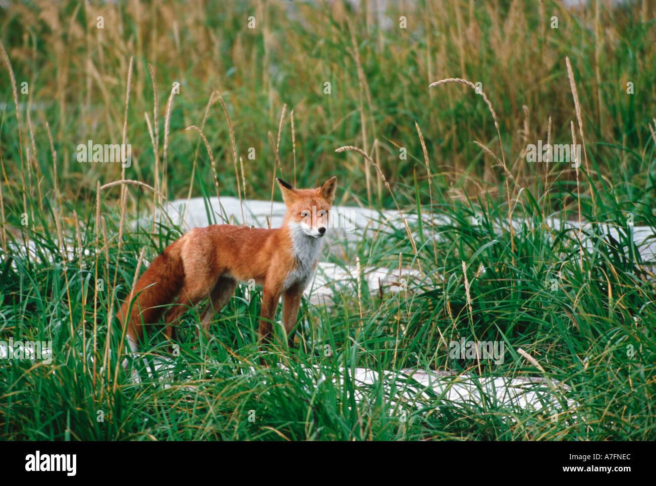 Red Fox, Vulpes vulpes, Alaska Peninsula, Alaska, Red Fox Hunting Stock