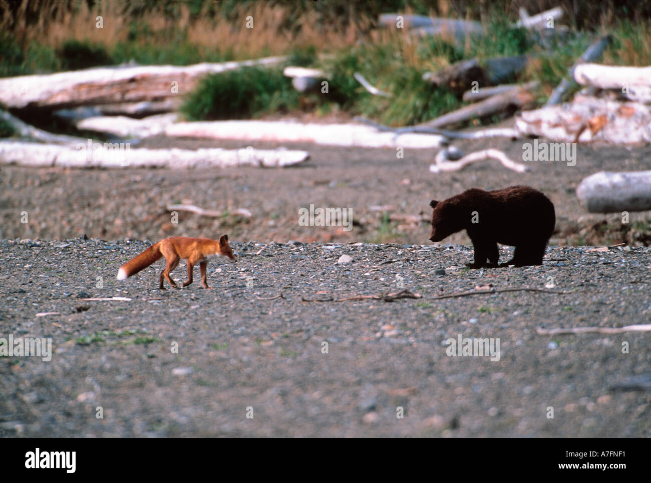 Red Fox, Vulpes vulpes, Brown Bear, Ursus Arctos, Alaska Penensila
