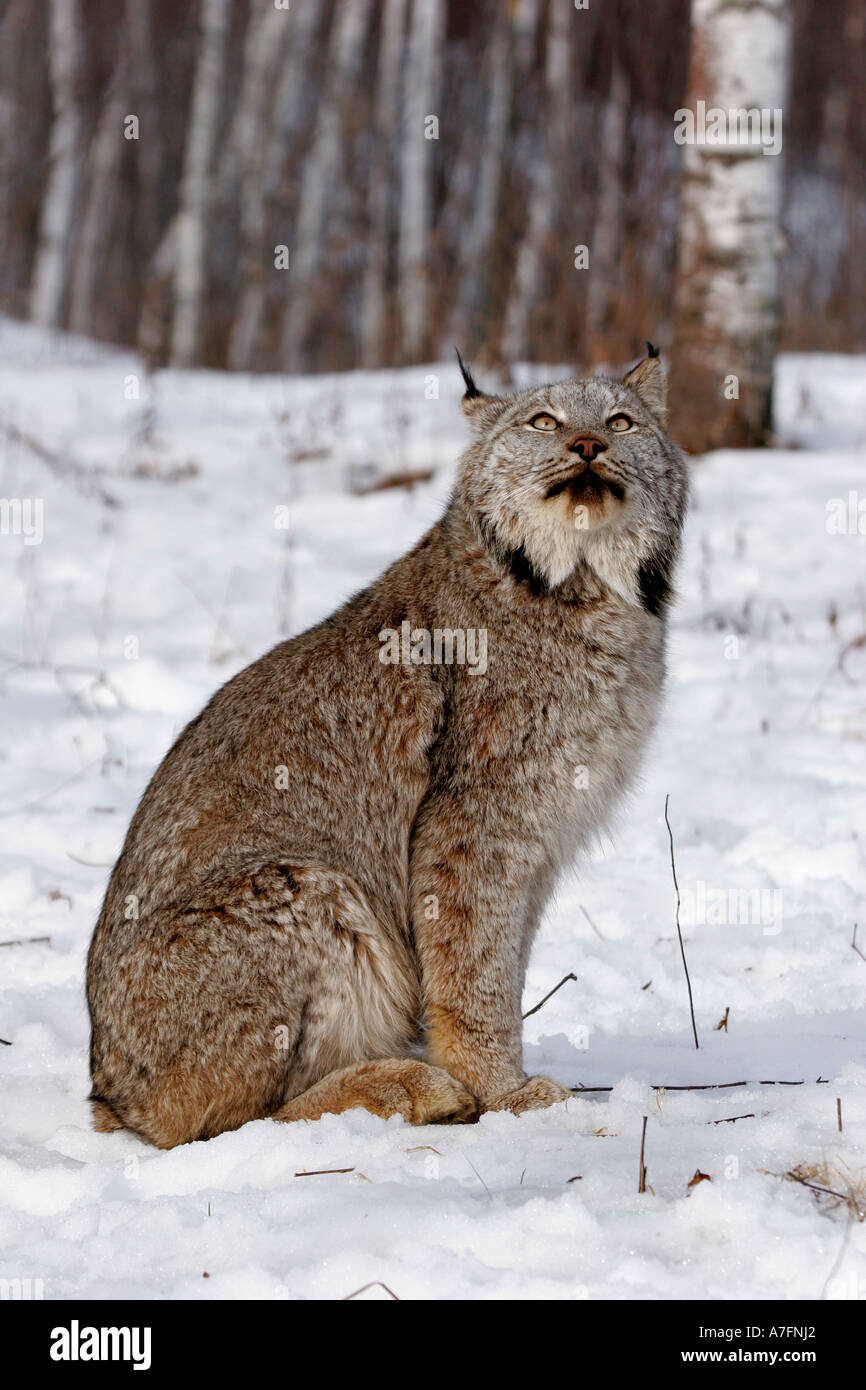 A North American Lynx looking up into the trees Stock Photo