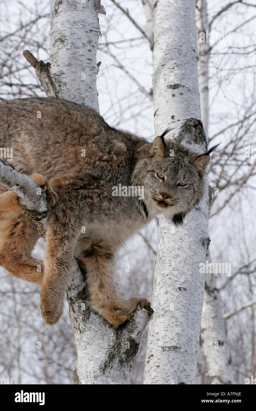 A Lynx perched up in birch tree in Northern United States Stock Photo