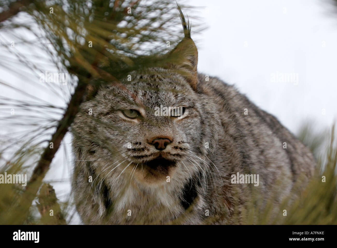 North American Lynx behind the branches in a Pine tree Stock Photo